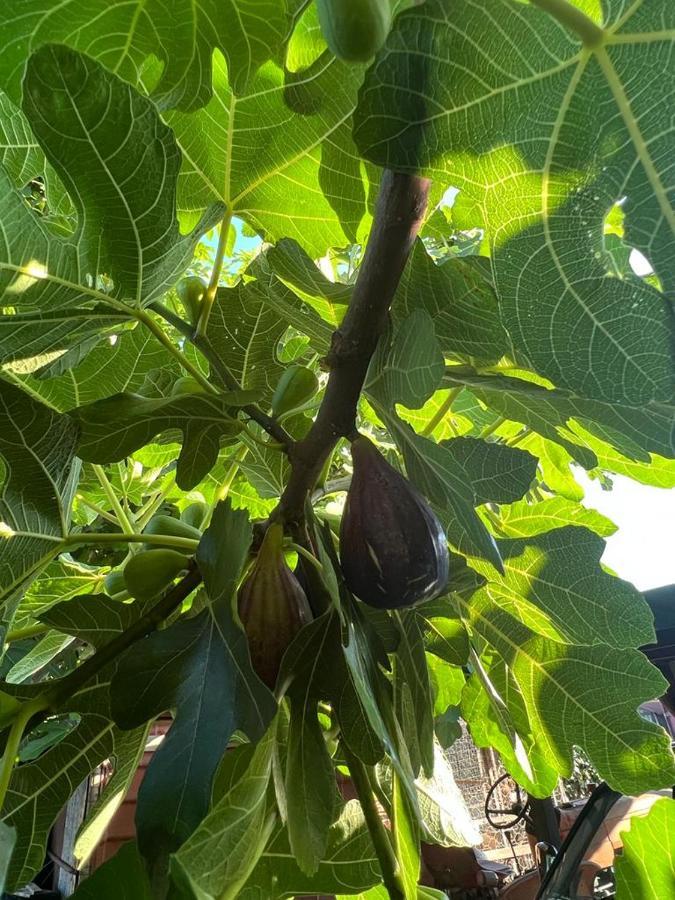Agriturismo Il Giardino Degli Olivi Appartamenti كاستيغليون ديلا بيسكايا المظهر الخارجي الصورة