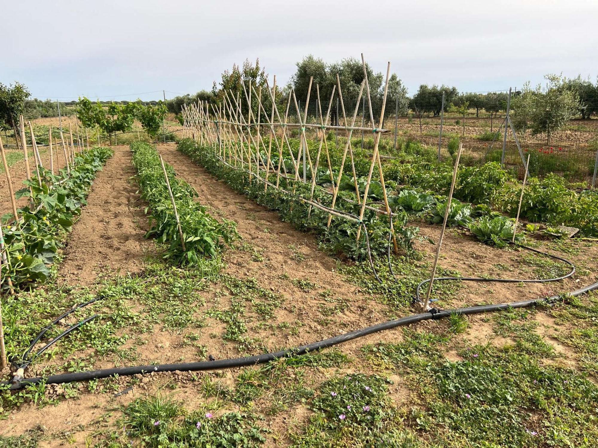 Agriturismo Il Giardino Degli Olivi Appartamenti كاستيغليون ديلا بيسكايا المظهر الخارجي الصورة