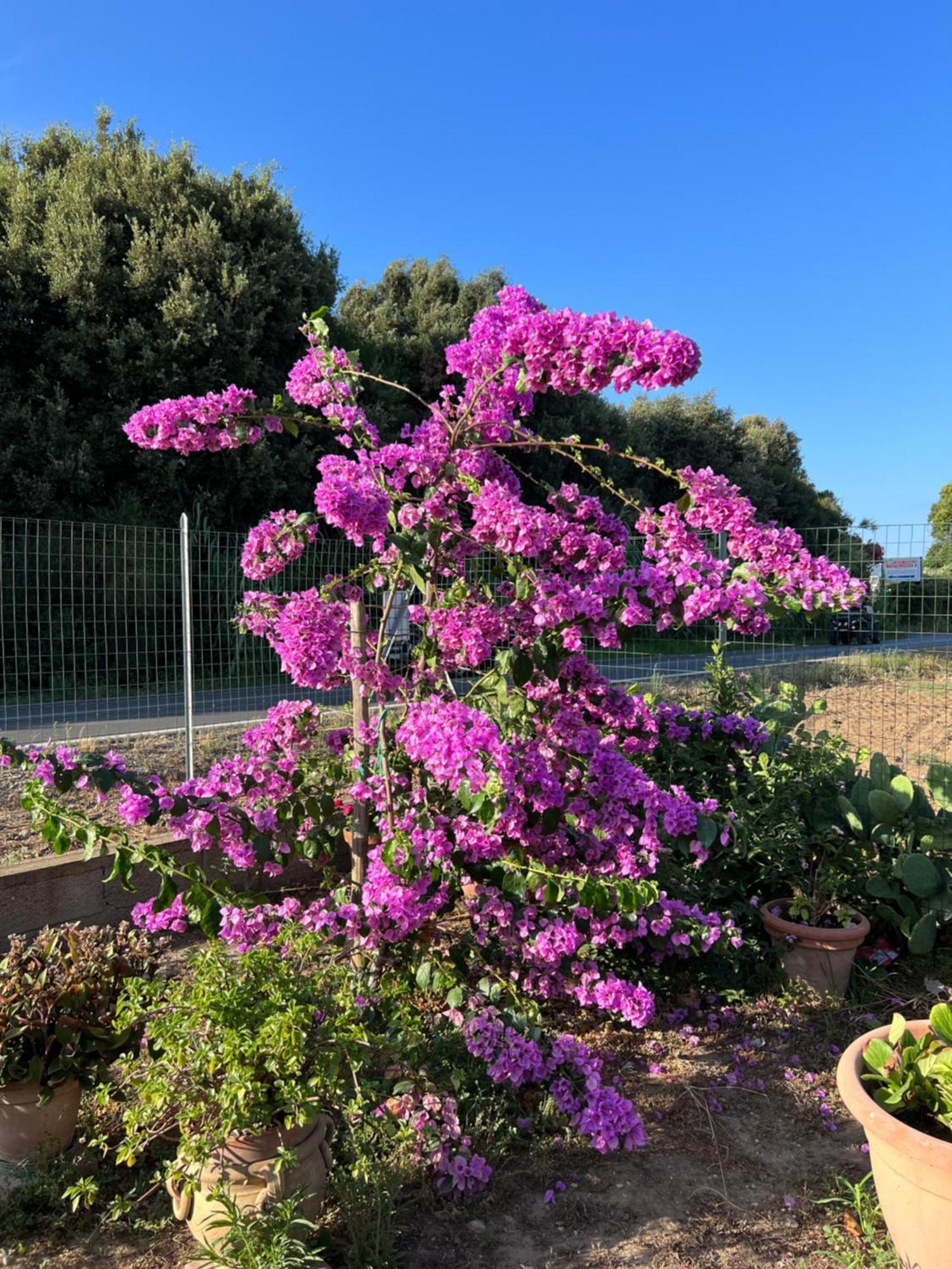 Agriturismo Il Giardino Degli Olivi Appartamenti كاستيغليون ديلا بيسكايا المظهر الخارجي الصورة